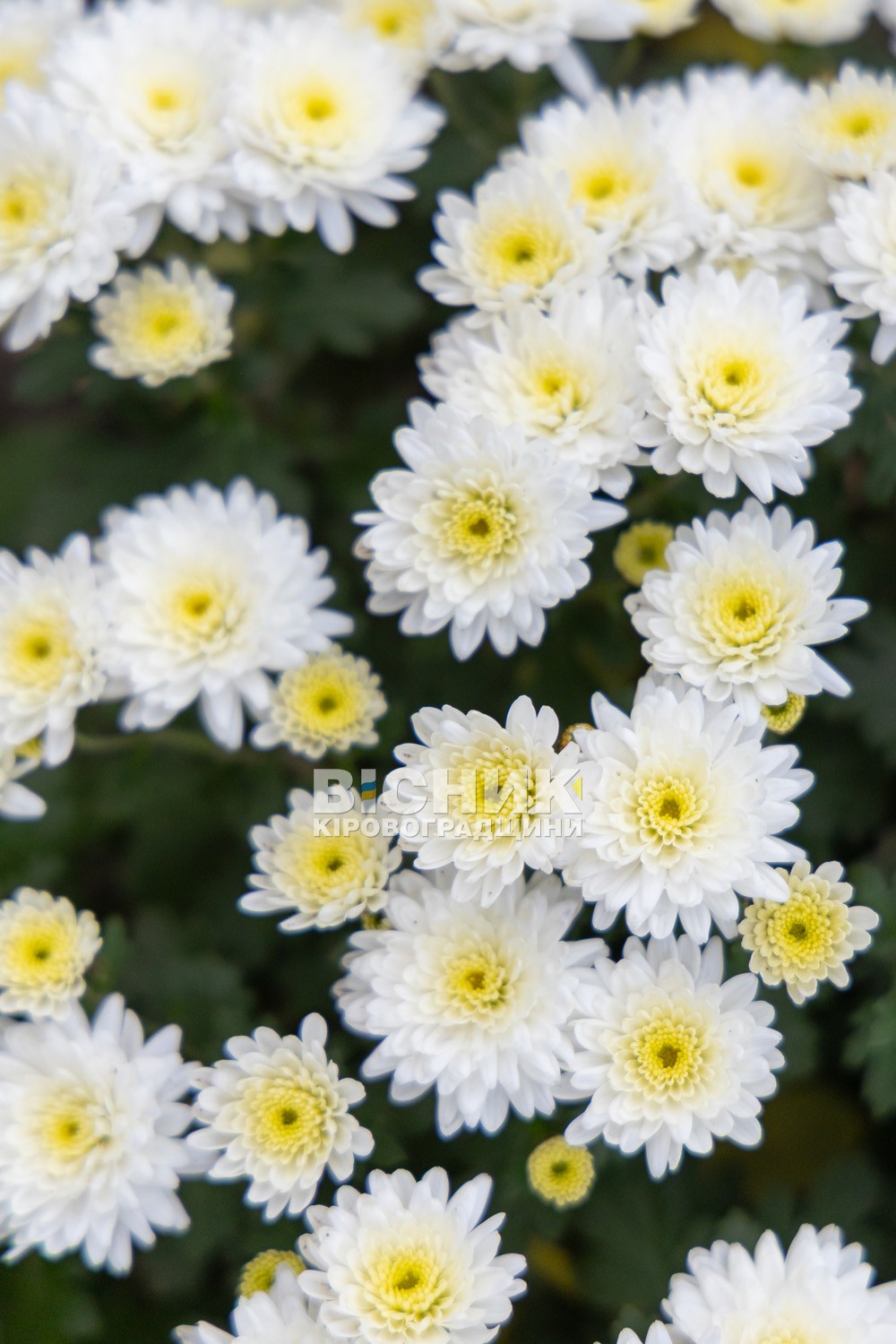 Полуниця, хризантеми і любов до життя: як Тамара Мирна з Іванівки на Кіровоградщині стала «ягідною фермеркою»