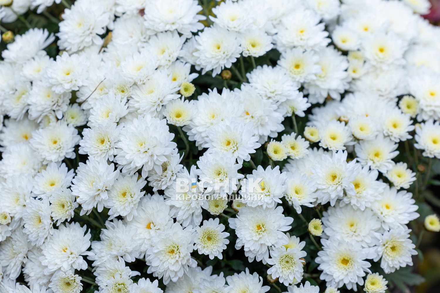 Полуниця, хризантеми і любов до життя: як Тамара Мирна з Іванівки на Кіровоградщині стала «ягідною фермеркою»