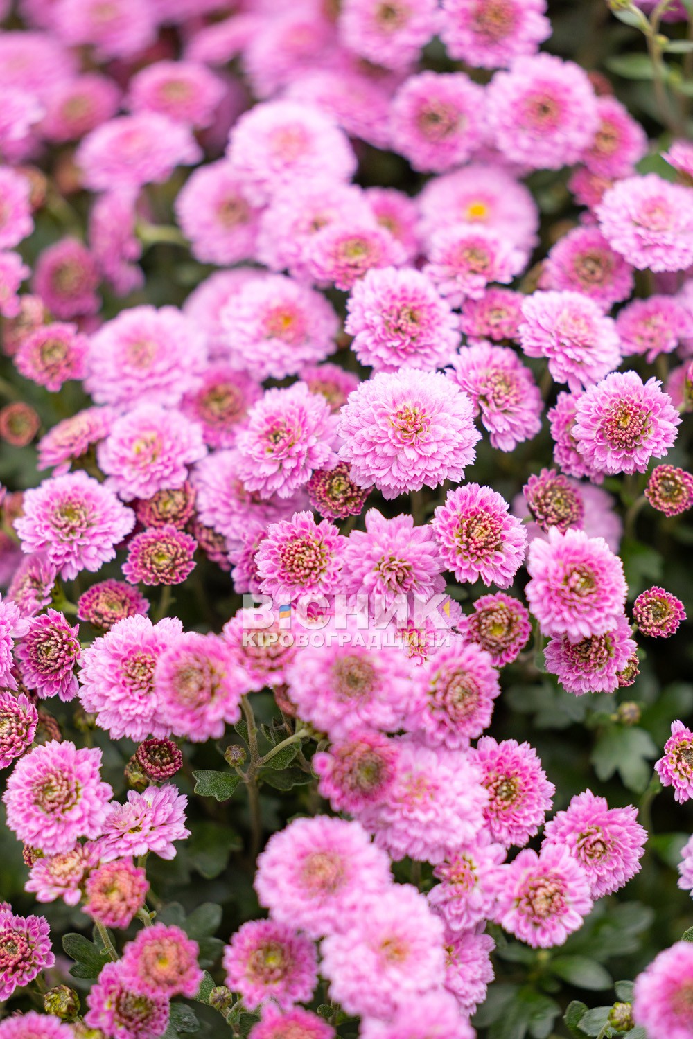 Полуниця, хризантеми і любов до життя: як Тамара Мирна з Іванівки на Кіровоградщині стала «ягідною фермеркою»