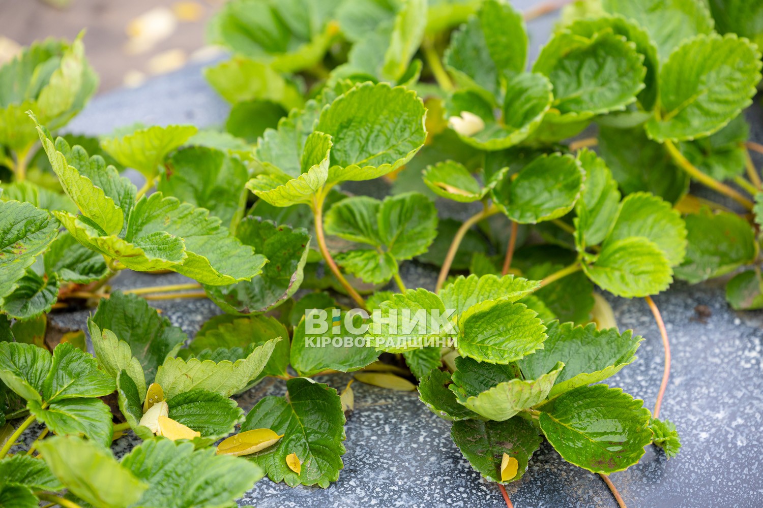 Полуниця, хризантеми і любов до життя: як Тамара Мирна з Іванівки на Кіровоградщині стала «ягідною фермеркою»