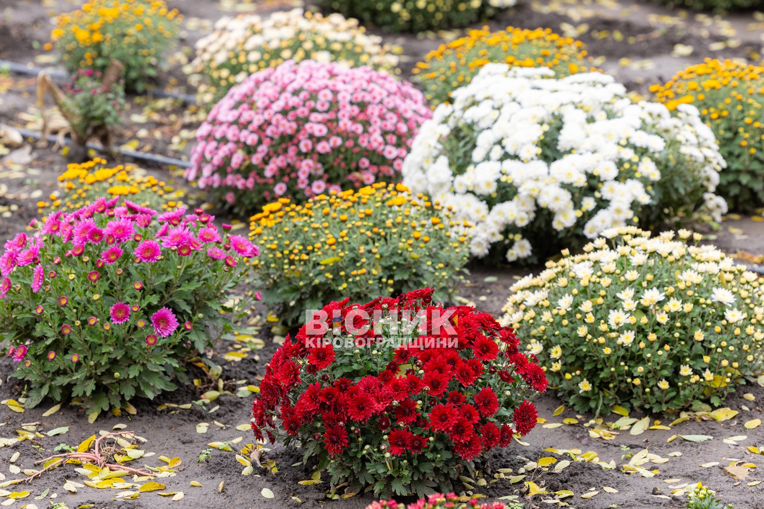 Полуниця, хризантеми і любов до життя: як Тамара Мирна з Іванівки на Кіровоградщині стала «ягідною фермеркою»