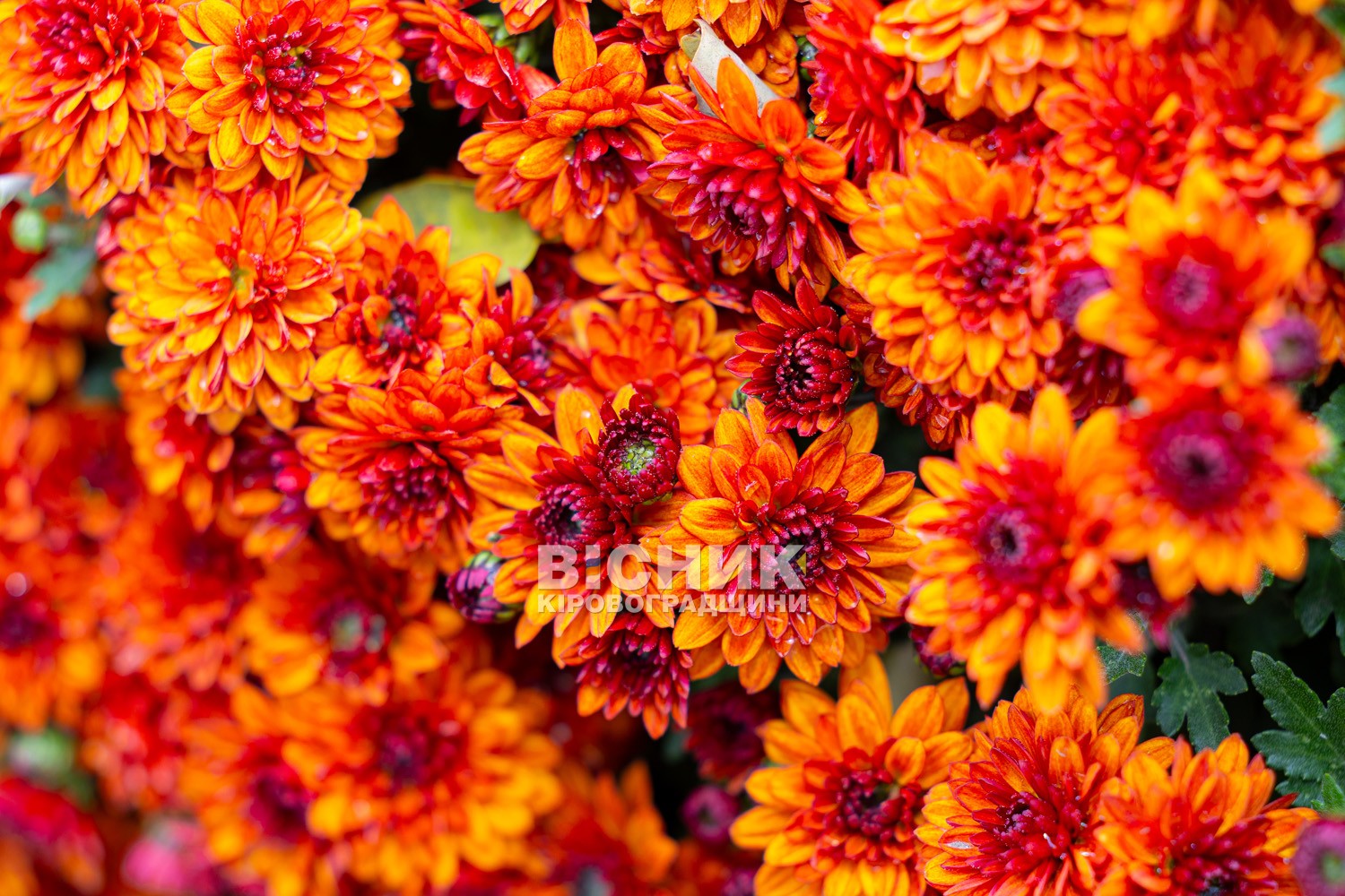 Полуниця, хризантеми і любов до життя: як Тамара Мирна з Іванівки на Кіровоградщині стала «ягідною фермеркою»