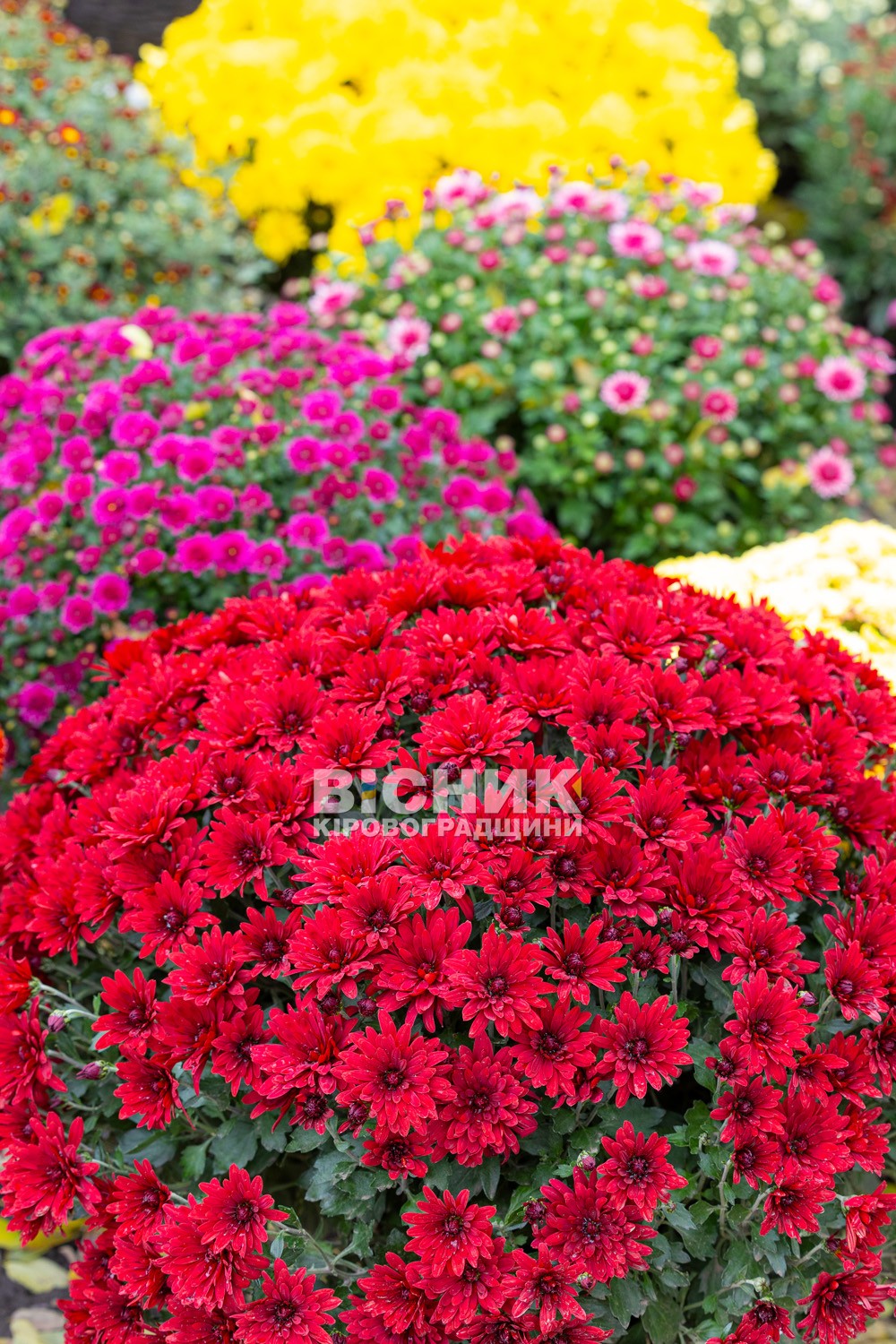 Полуниця, хризантеми і любов до життя: як Тамара Мирна з Іванівки на Кіровоградщині стала «ягідною фермеркою»