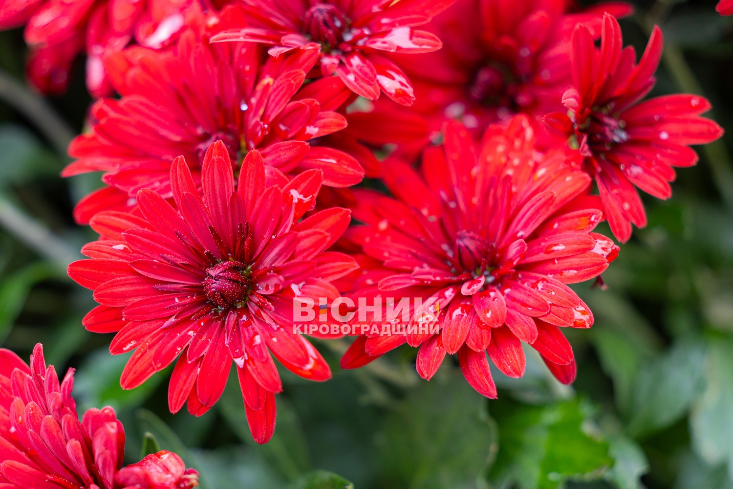 Полуниця, хризантеми і любов до життя: як Тамара Мирна з Іванівки на Кіровоградщині стала «ягідною фермеркою»