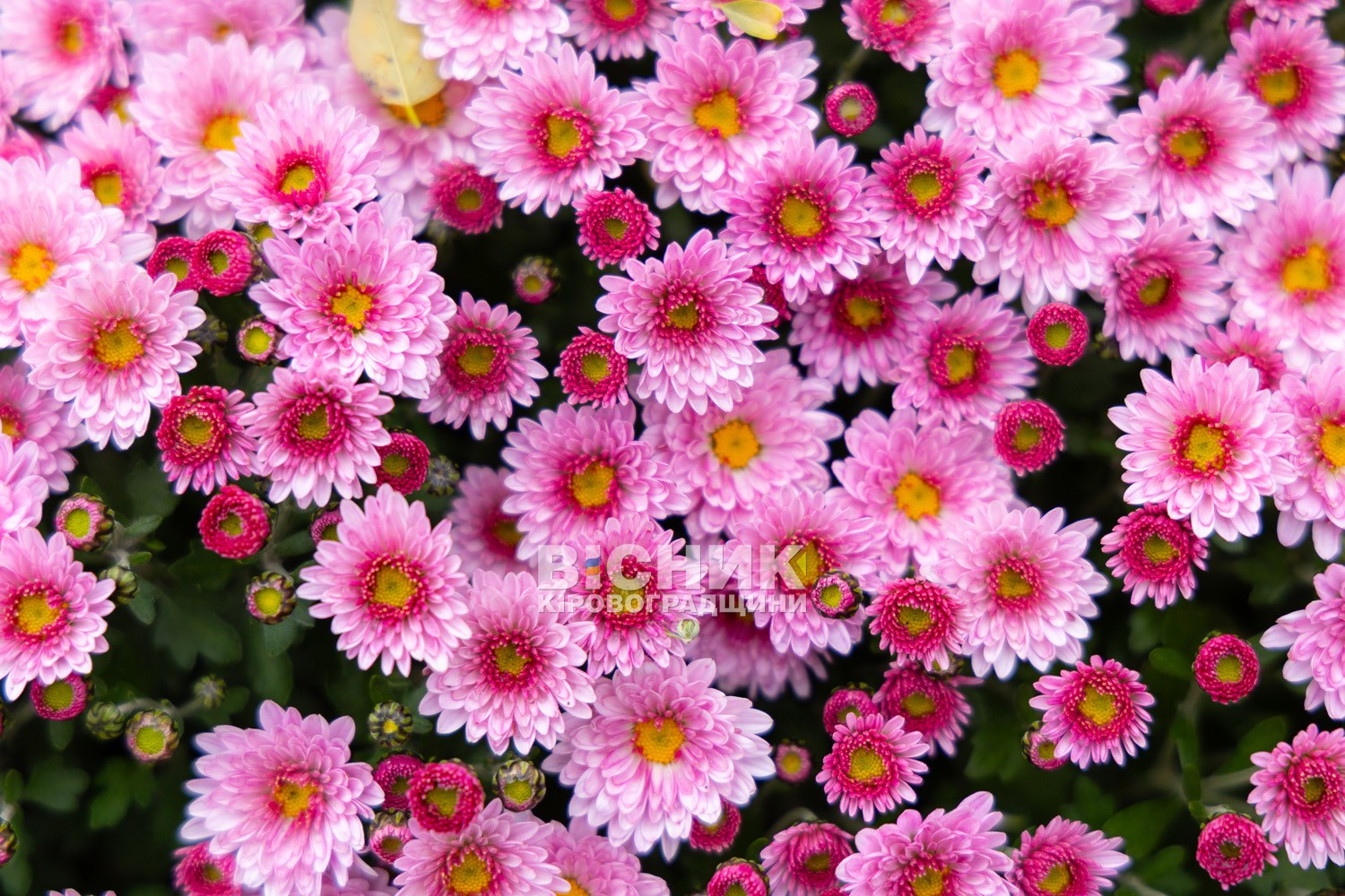 Полуниця, хризантеми і любов до життя: як Тамара Мирна з Іванівки на Кіровоградщині стала «ягідною фермеркою»