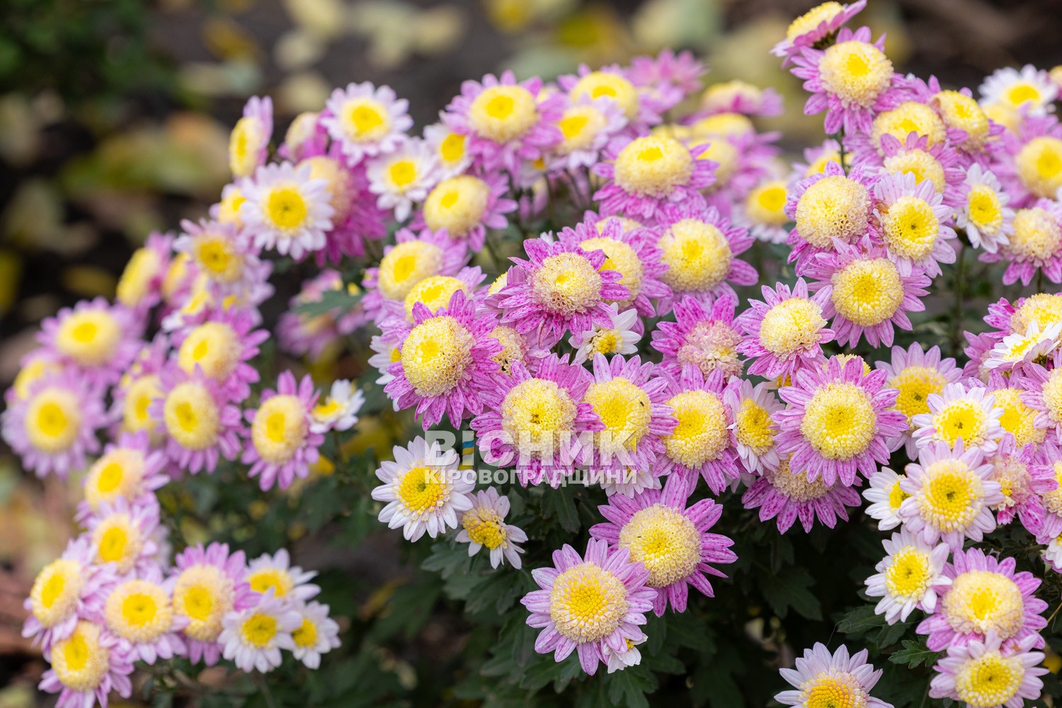 Полуниця, хризантеми і любов до життя: як Тамара Мирна з Іванівки на Кіровоградщині стала «ягідною фермеркою»