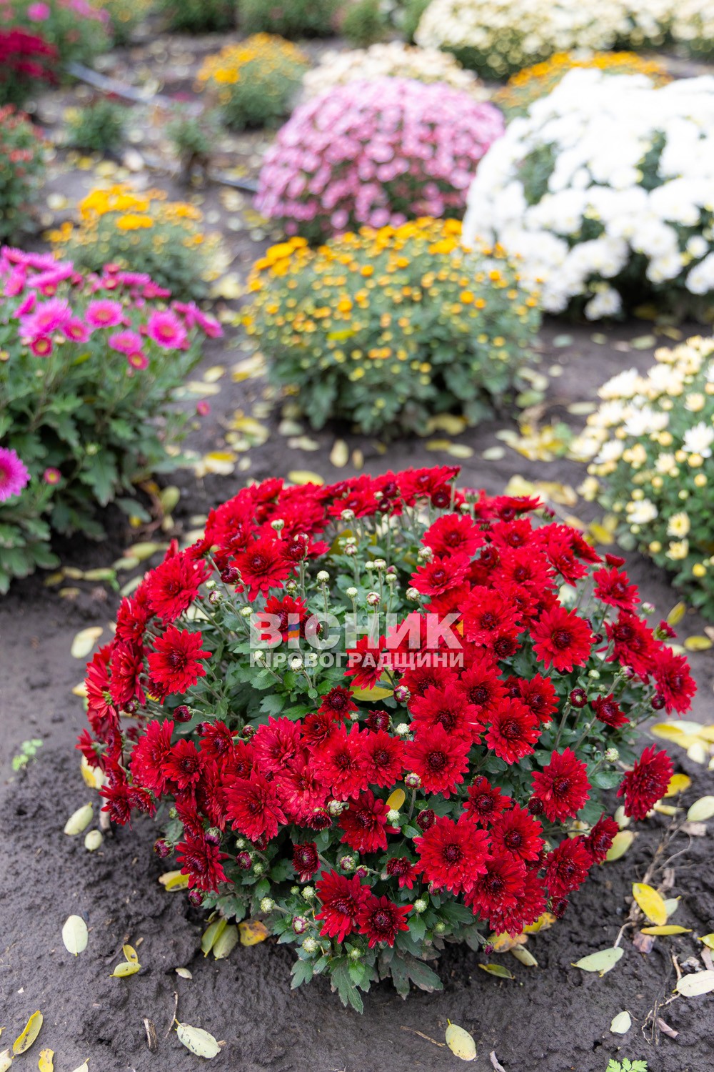 Полуниця, хризантеми і любов до життя: як Тамара Мирна з Іванівки на Кіровоградщині стала «ягідною фермеркою»