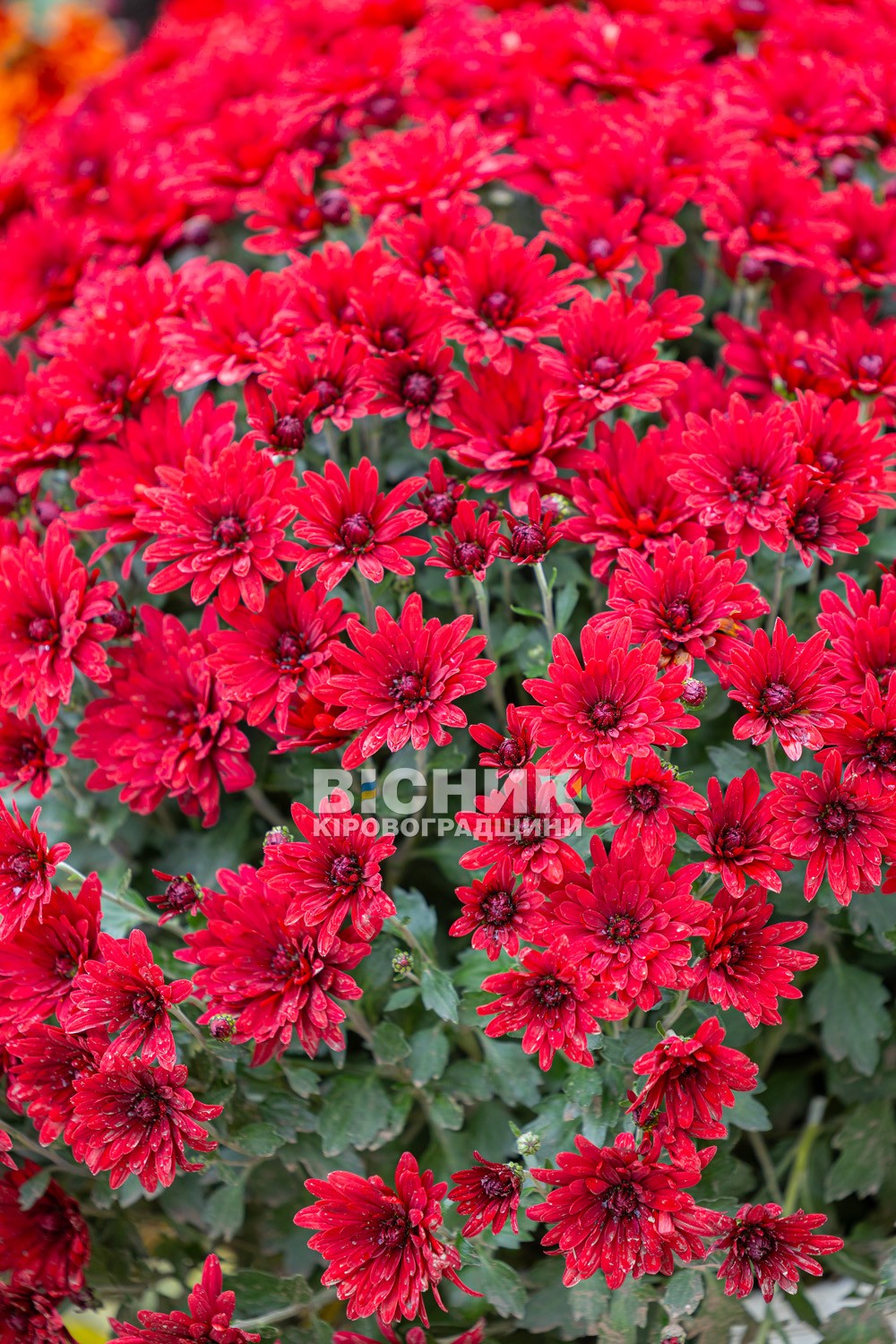 Полуниця, хризантеми і любов до життя: як Тамара Мирна з Іванівки на Кіровоградщині стала «ягідною фермеркою»