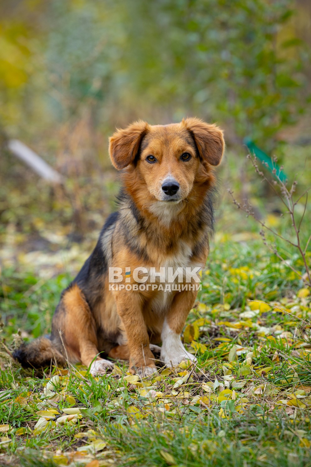 Полуниця, хризантеми і любов до життя: як Тамара Мирна з Іванівки на Кіровоградщині стала «ягідною фермеркою»
