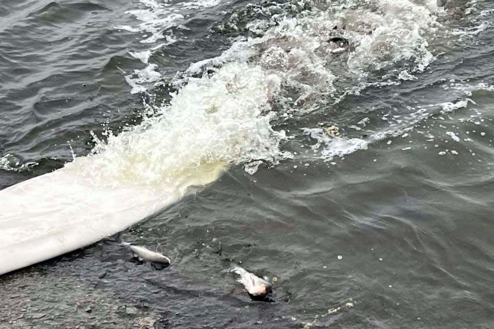 У Світловодську провели зариблення Кременчуцького водосховища У Світловодську провели зариблення Кременчуцького водосховища