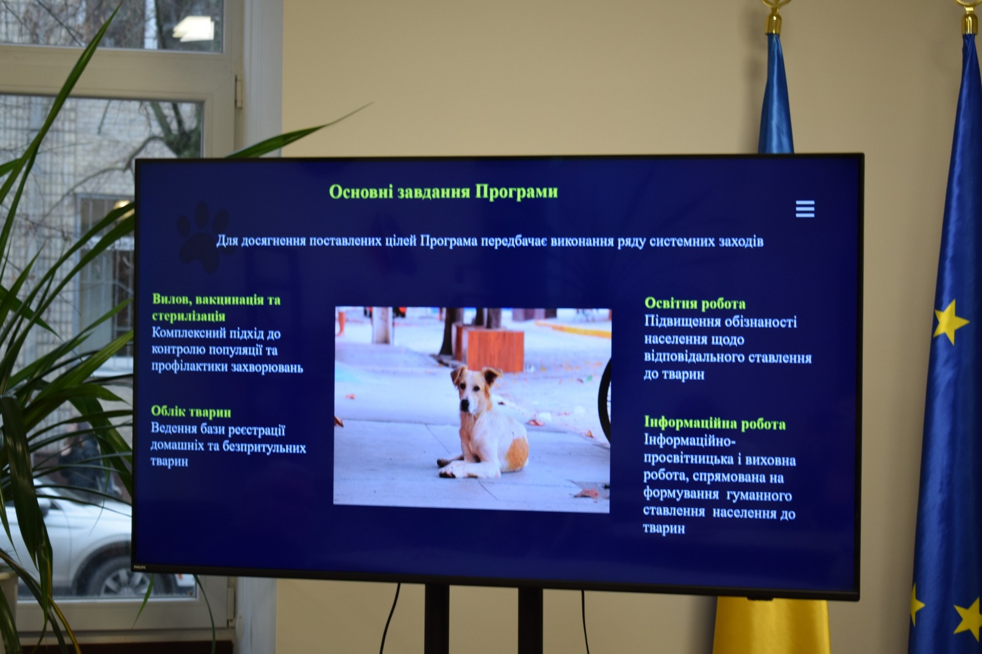 600 тисяч гривень на стерилізацію: Кропивницький залучає громаду до вирішення проблеми безпритульних тварин