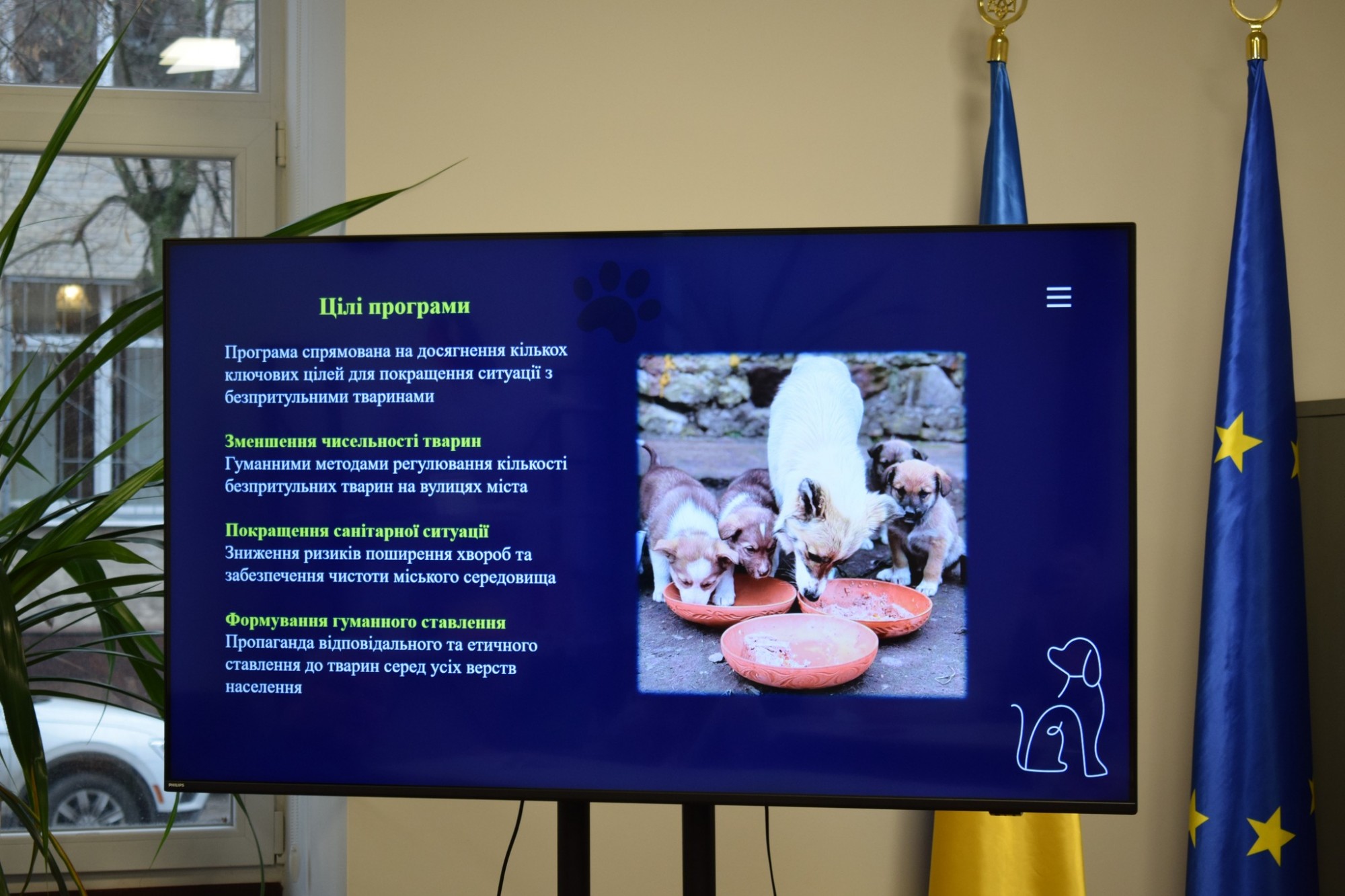 600 тисяч гривень на стерилізацію: Кропивницький залучає громаду до вирішення проблеми безпритульних тварин