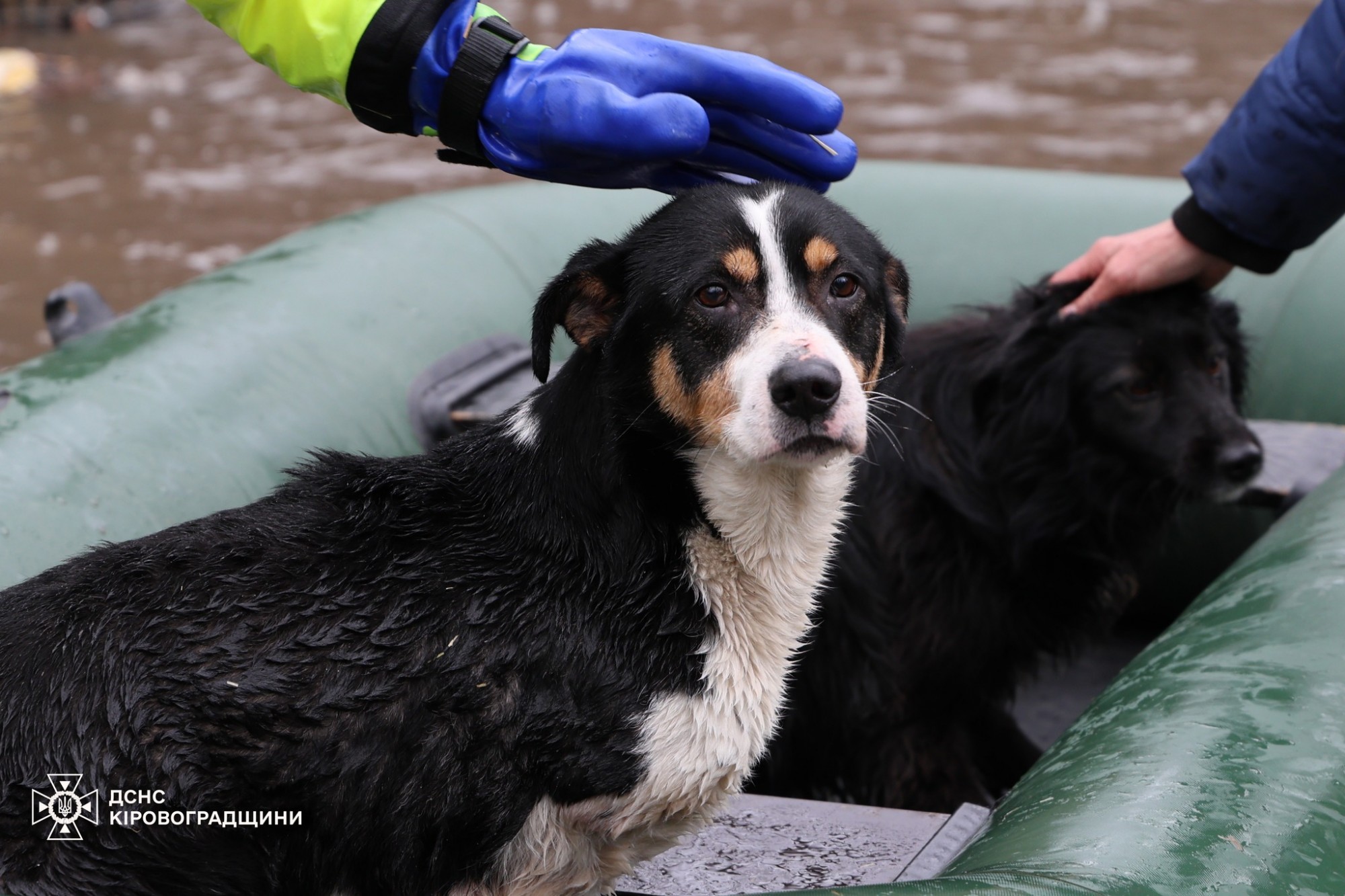 У Кропивницькому рятують притулок «Бім» через підйом рівня води