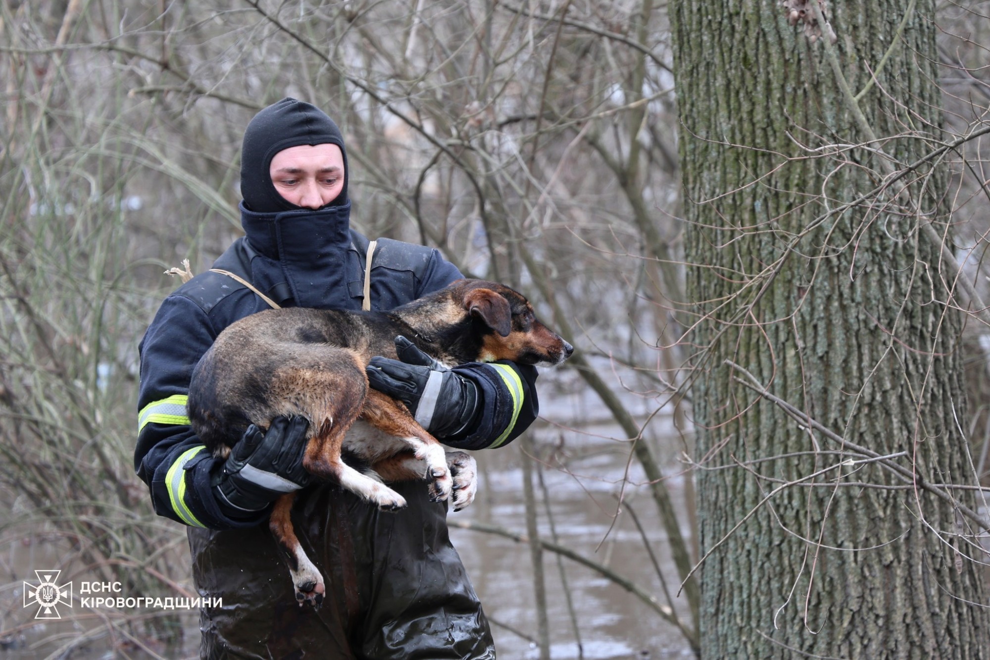 У Кропивницькому рятують притулок «Бім» через підйом рівня води У Кропивницькому рятують притулок «Бім» через підйом рівня води