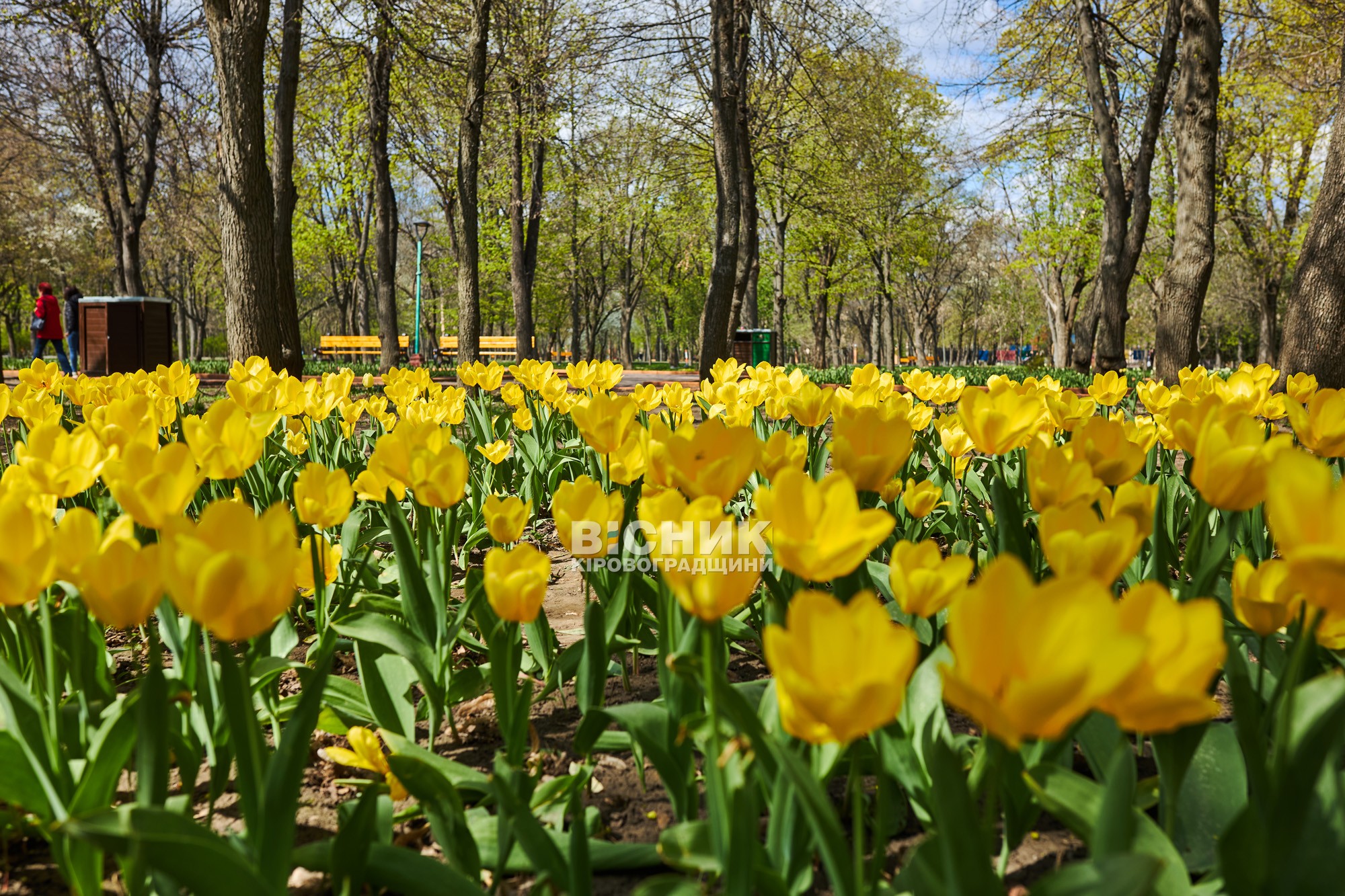 Не тюльпанами єдиними: як Дендропарк зустрів весну 2026 року