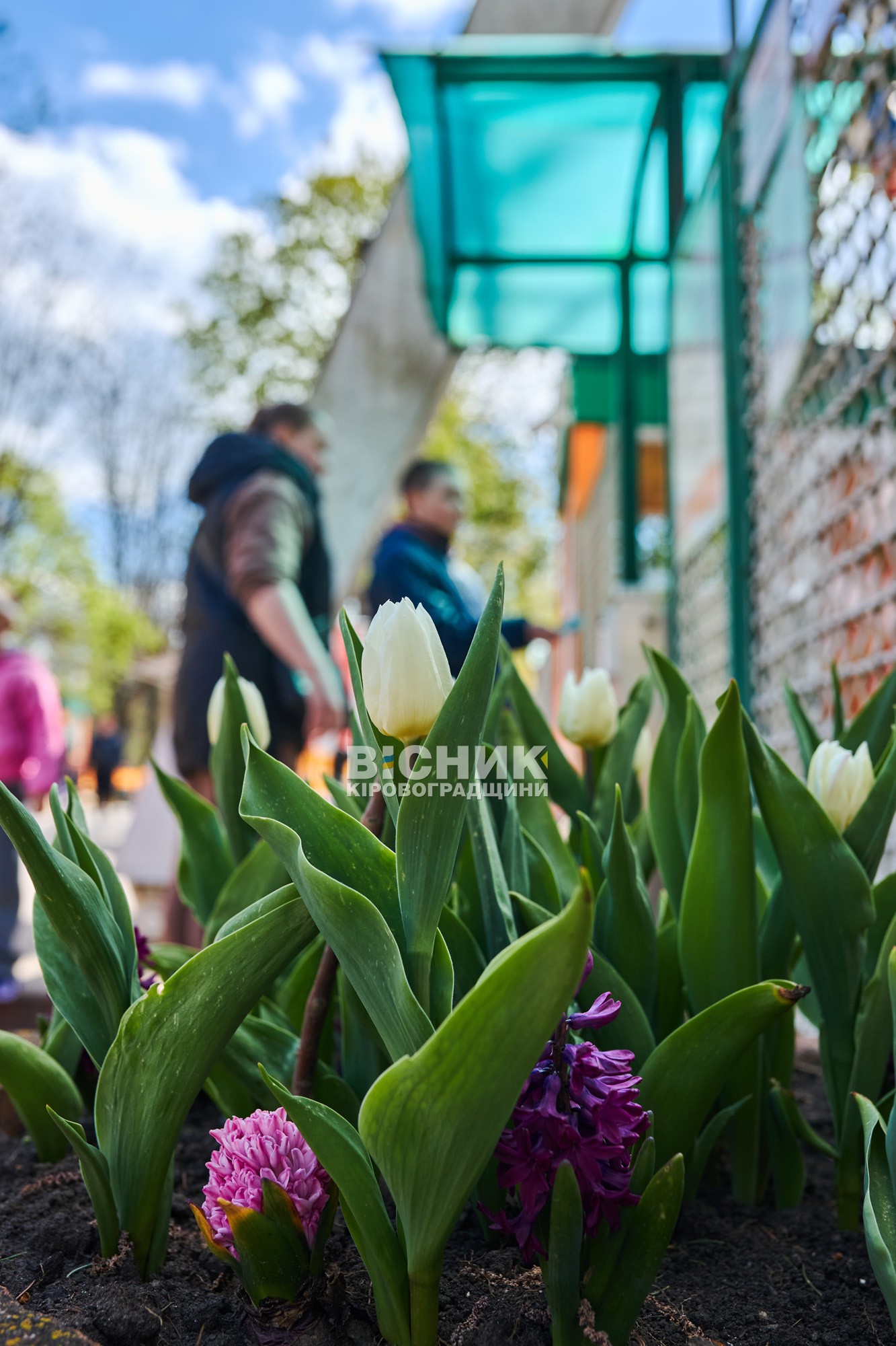 Не тюльпанами єдиними: як Дендропарк зустрів весну 2026 року